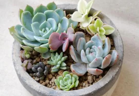 多肉植物在家應該怎么養(yǎng)?多肉水培應注意什么