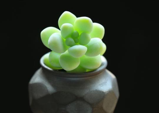 多肉植物怎么斷頭移植?多肉水培的最佳時間是啥時候