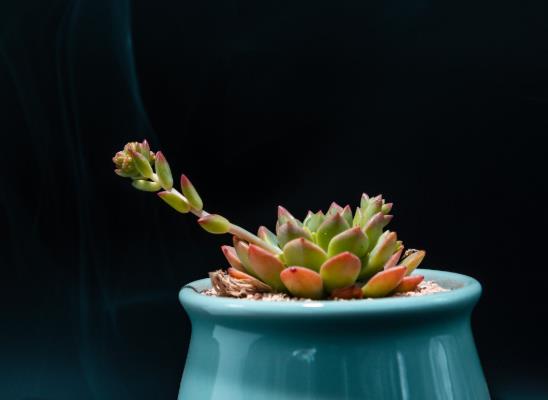 無土栽培多肉能活幾年?養(yǎng)植多肉需要什么樣的生長(zhǎng)環(huán)境