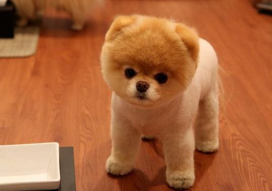 狗狗犬瘟恢復(fù)的表現(xiàn)有哪些?犬瘟后期臨死前的癥狀