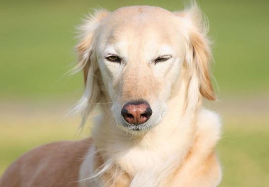 狗狗犬瘟恢復(fù)的表現(xiàn)有哪些?犬瘟后期臨死前的癥狀