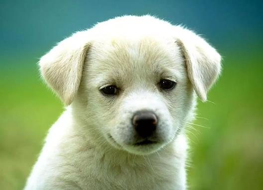 狗狗犬瘟恢復(fù)的表現(xiàn)有哪些?犬瘟后期臨死前的癥狀