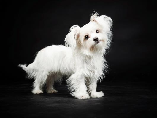 犬瘟熱前期吃什么藥?狗狗得了犬瘟還能活嗎