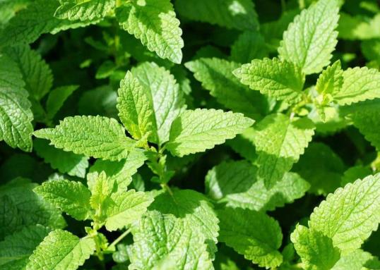 薄荷莖部為何會(huì)莖部發(fā)黑干枯?在家如何種植薄荷