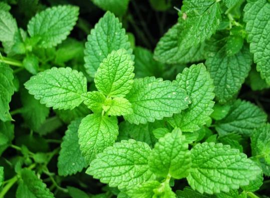 薄荷莖部為何會(huì)莖部發(fā)黑干枯?在家如何種植薄荷