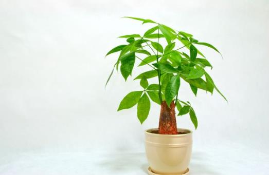 水培發(fā)財(cái)樹的水位要多高?發(fā)財(cái)樹黃葉子掉葉子是什么原因