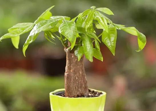 水培發(fā)財(cái)樹的水位要多高?發(fā)財(cái)樹黃葉子掉葉子是什么原因