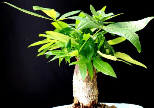 入戶門口放發(fā)財(cái)樹好嗎?發(fā)財(cái)樹有病蟲害怎么辦