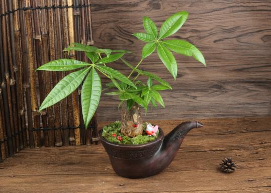 發(fā)財樹啥時候修剪好?發(fā)財樹怎樣育苗