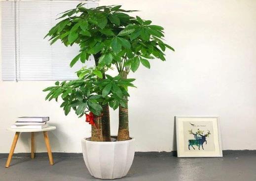水培發(fā)財(cái)樹的水位要多高?發(fā)財(cái)樹黃葉子掉葉子是什么原因