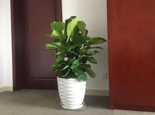 琴葉榕為何老不長新葉子?琴葉榕好養(yǎng)活嗎