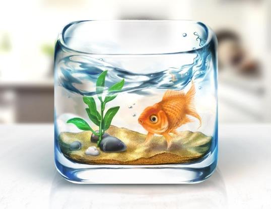 魚缸養(yǎng)螃蟹能凈化水質(zhì)嗎?魚缸放哪里合適