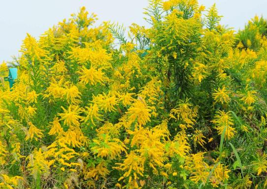 加拿大一枝黃花能做飼料嗎?加拿大一枝黃花可以吃嗎