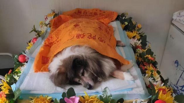 寵物火化注意事項(xiàng)以及寵物死后處理方式