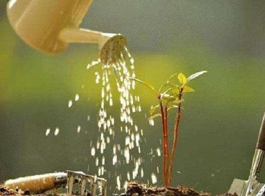 淘米水澆花發(fā)酵多久才能用?啤酒澆花需要注意什么