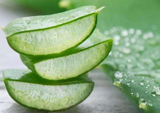 自己養(yǎng)珍珠蘆薈怎樣養(yǎng)長得旺盛?蘆薈不澆水能活多久