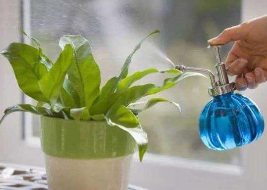 開水放冷了可以澆花嗎?洗衣粉水澆花可以殺蟲嗎
