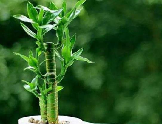養(yǎng)幾支富貴竹能旺財?富貴竹喜歡喝什么水