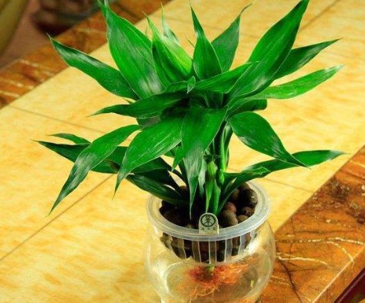 養(yǎng)幾支富貴竹能旺財?富貴竹喜歡喝什么水
