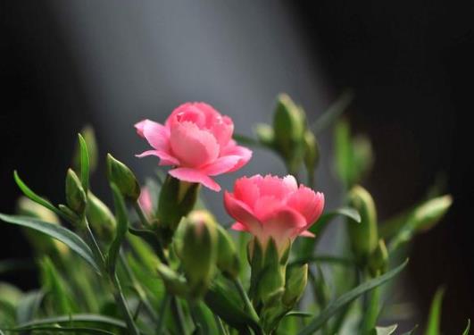 康乃馨買回來(lái)需要醒花多久?多頭康乃馨要不要醒花