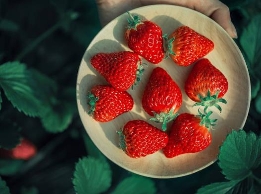 草莓為什么不在夏天種?草莓怎么才算緩苗成功