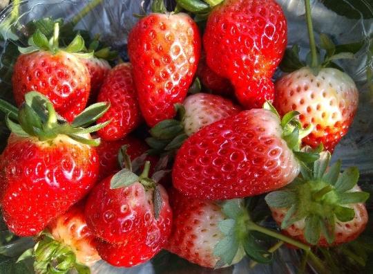 草莓為什么不在夏天種?草莓怎么才算緩苗成功