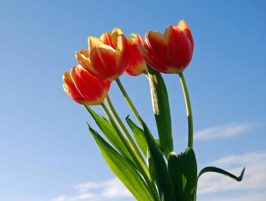 郁金香花謝后怎么辦?郁金香什么季節(jié)開花