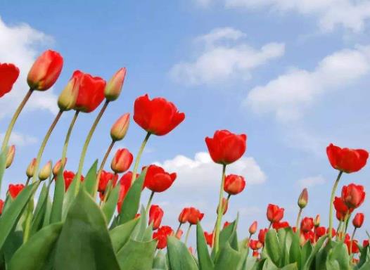 盆栽郁金香多長時間澆水一次?郁金香花開敗后應(yīng)該如何處理