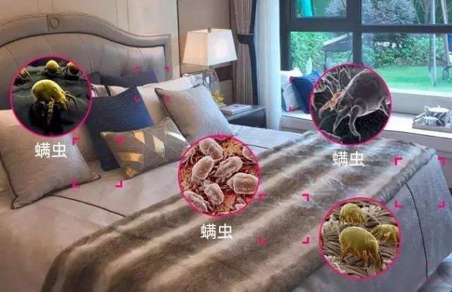 床上的螨蟲圖片