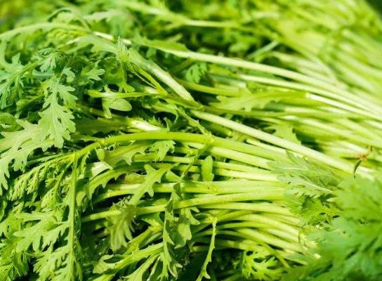 茼蒿菜的種子要幾天才能發(fā)芽?如何種植茼蒿