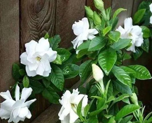 盆栽的梔子花能長多高?梔子花的養(yǎng)護(hù)方法有哪些