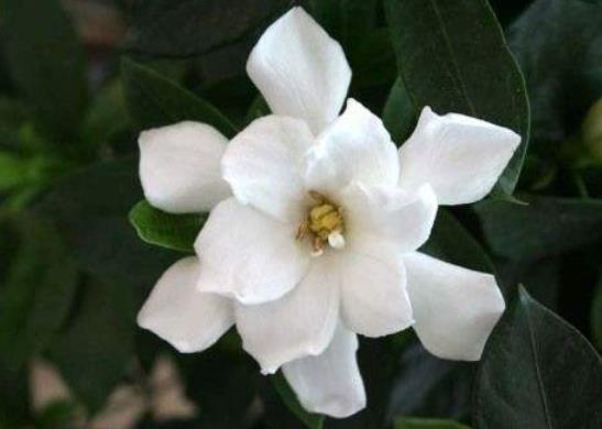 梔子花一年開(kāi)幾次花?梔子花可以地栽嗎
