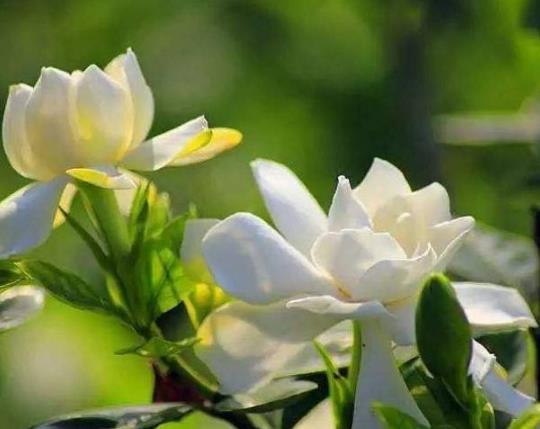 盆栽的梔子花能長多高?梔子花的養(yǎng)護(hù)方法有哪些