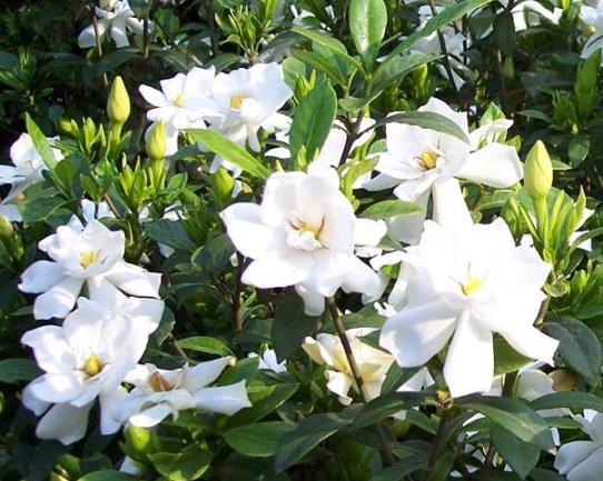 扦插的梔子花容易成活嗎?梔子花什么時(shí)候都可以換盆嗎