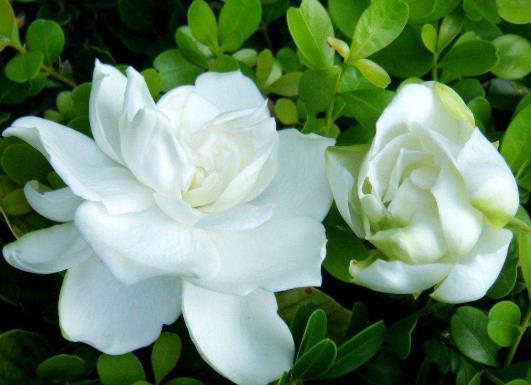 梔子花浸盆法需要多長時(shí)間?梔子花花苞發(fā)黑怎么補(bǔ)救