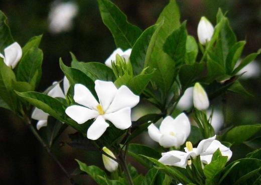 梔子花怎么種才能活?梔子花葉子發(fā)黑該怎么補(bǔ)救