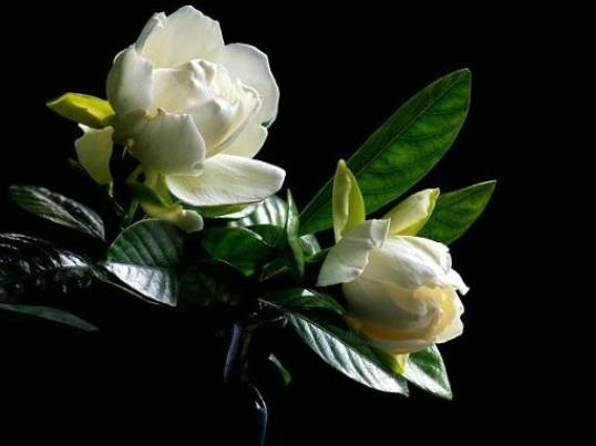 梔子花一年開(kāi)幾次花?梔子花可以地栽嗎