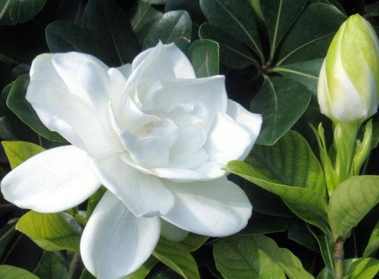 盆栽的梔子花能長多高?梔子花的養(yǎng)護(hù)方法有哪些