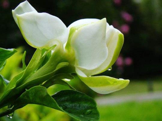 梔子花黃葉枯葉怎么辦?梔子花怎么養(yǎng)得好?