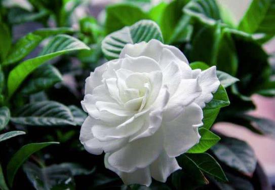 梔子花適合放在哪里養(yǎng)護(hù)?自己水培梔子花哪些是要注意的