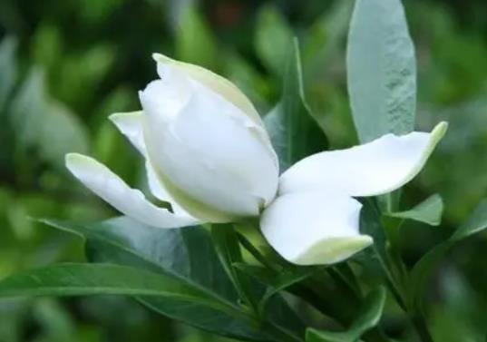 梔子花怎么種才能活?梔子花葉子發(fā)黑該怎么補(bǔ)救