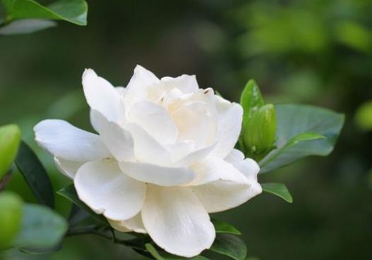梔子花黃葉枯葉怎么辦?梔子花怎么養(yǎng)得好?