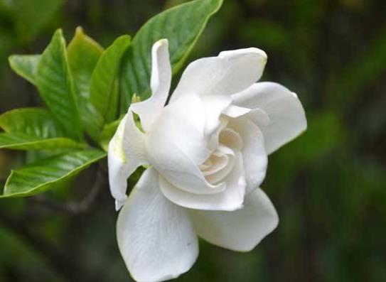 冬天能露養(yǎng)梔子花嗎?梔子花葉子變黃脫落是怎么弄的