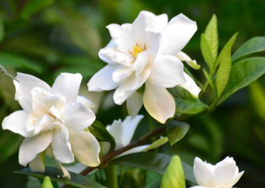 梔子花水培怎么養(yǎng)?梔子花適合什么土壤
