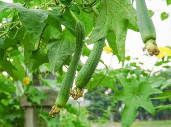 給絲瓜疏雄去須的好處是什么?自己種絲瓜怎么預(yù)防爛花