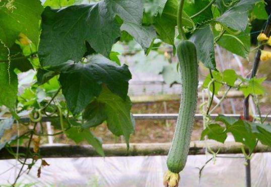 種植絲瓜怎么預(yù)防絲瓜畸形?絲瓜怎么催芽生芽快