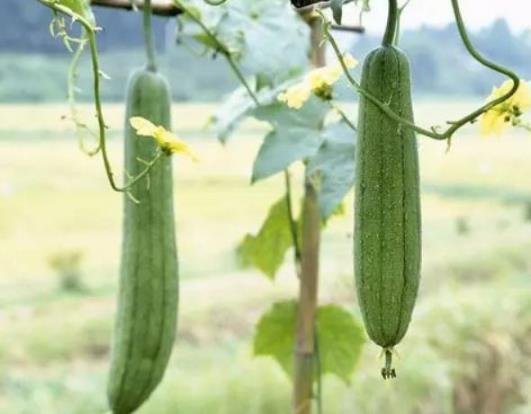 絲瓜籽怎么種植成絲瓜?自家種絲瓜葉子為什么發(fā)黃