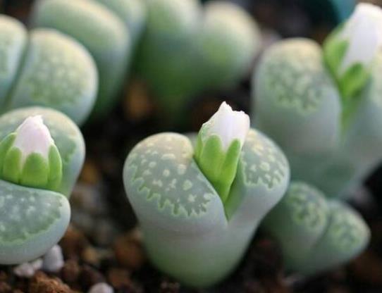 多肉植物的葉片軟塌塌怎么辦?多顆多肉種一個(gè)盆里好不好