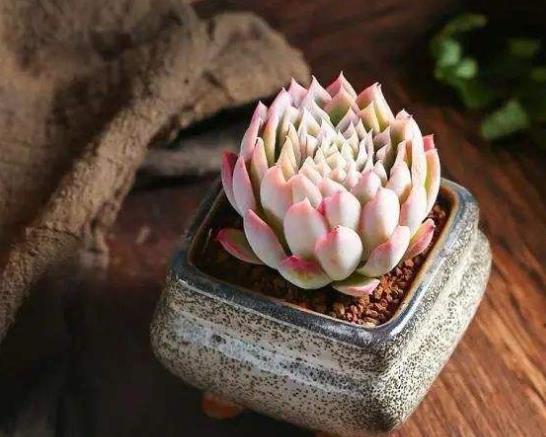多肉植物的葉片為什么軟塌塌的?多肉補(bǔ)光要多長(zhǎng)時(shí)間