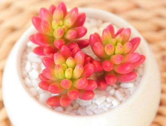 多肉植物的葉片為什么軟塌塌的?多肉補(bǔ)光要多長(zhǎng)時(shí)間